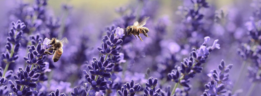 Levandule, královna aromaterapie - Floriemi